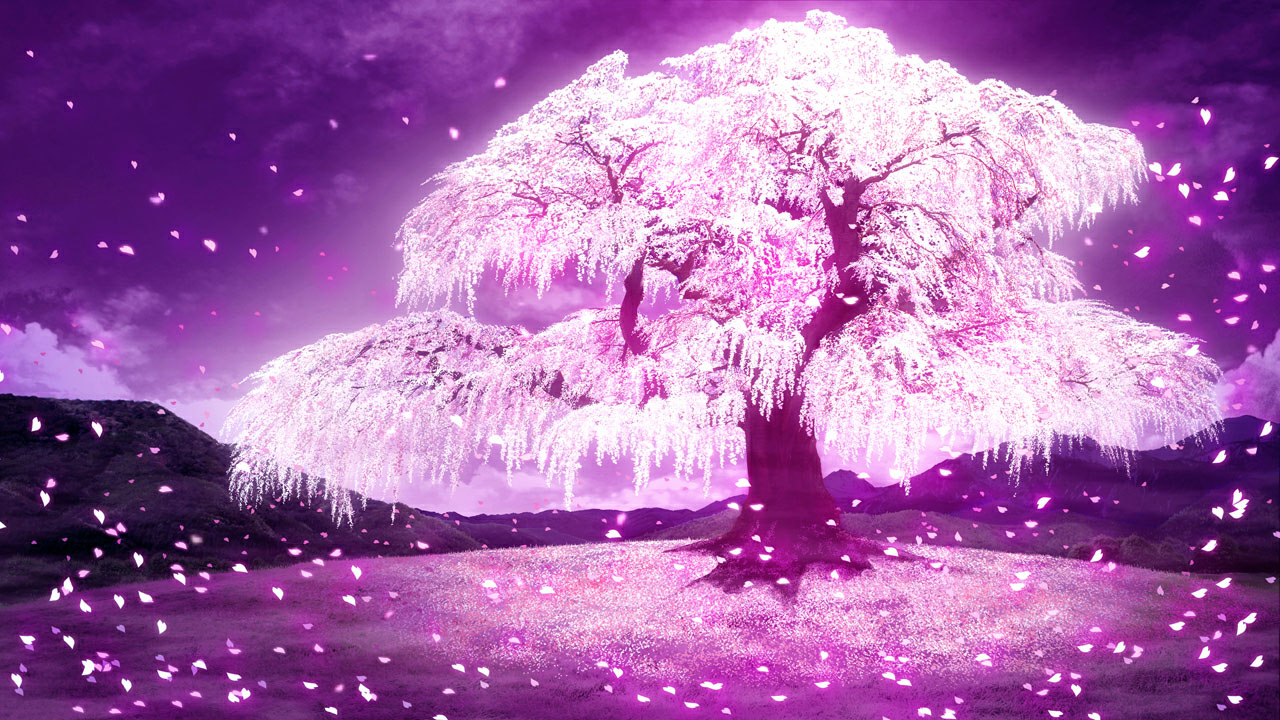 さくら、咲きました。三周目